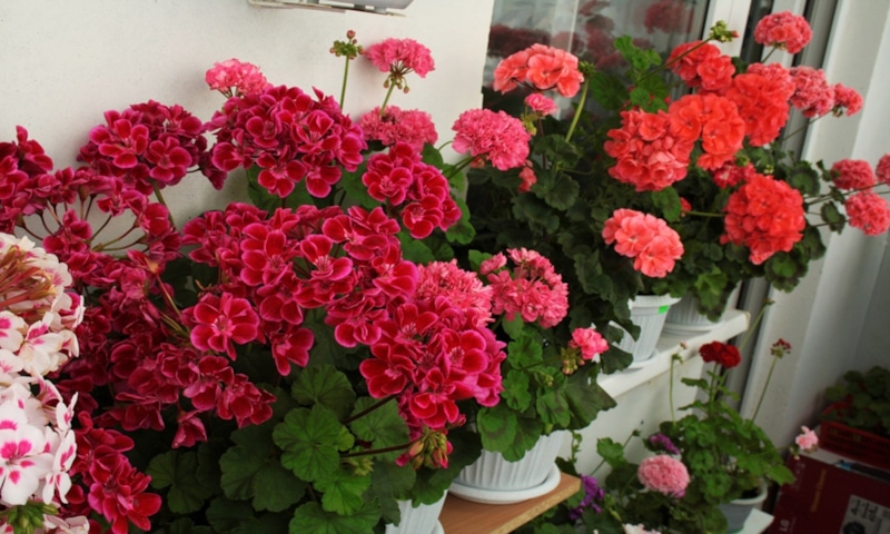 Пеларгония зимой: сохранение и уход