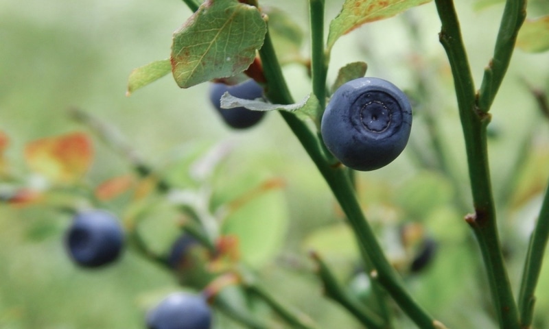 Осенняя черника: подготовка к морозам Осенняя черника: подготовка к морозам