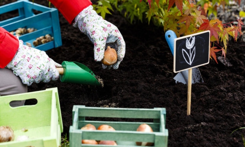 Осенняя посадка: правила и сроки Осенняя посадка: правила и сроки