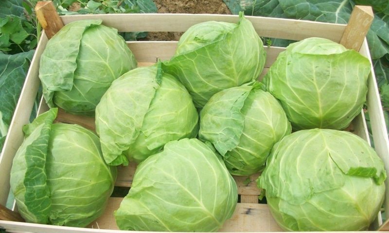 Капуста на хранение: важные сроки уборки