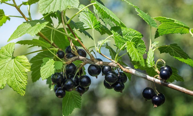 Осенняя смородина: сила для урожая