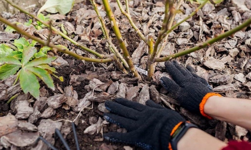 Осенние розы: сила перед зимой