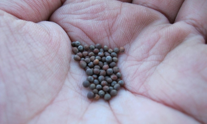 Подзимний посев капусты: весна впереди