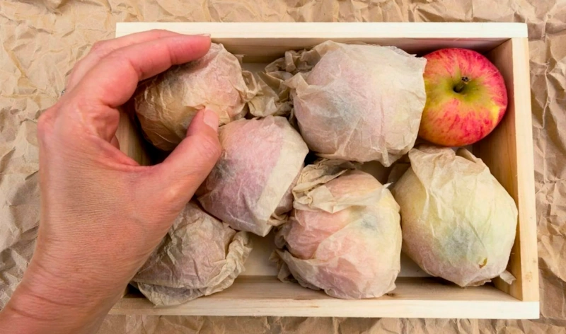 Хранение яблок: свежесть в бумаге