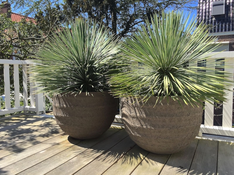 Юкка дома: свет и уход