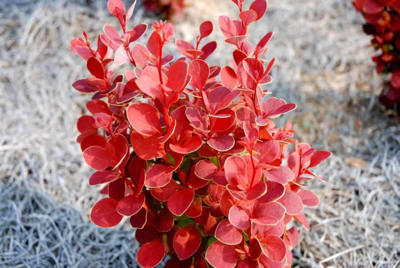 Кустарники в опале: кого заменяют садоводы