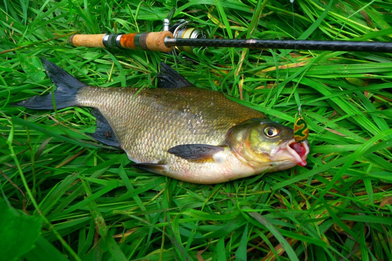 Чеснок и мед: приманка для рыбы