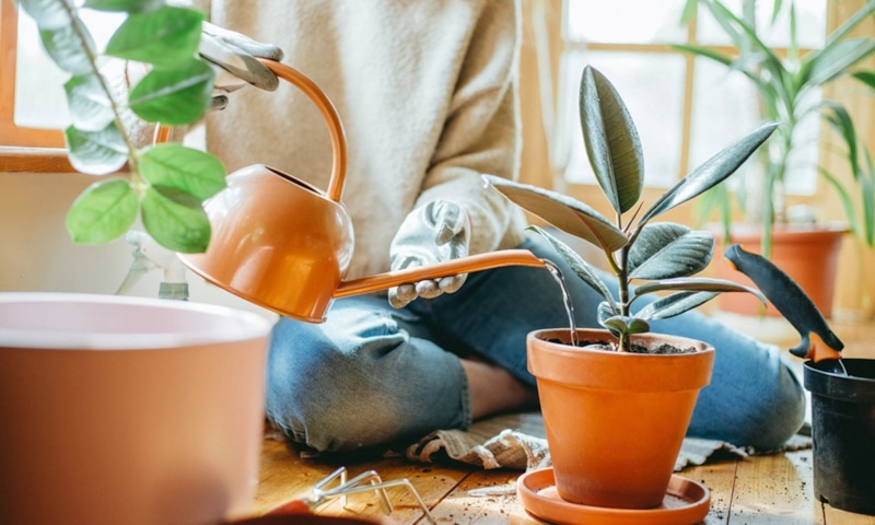 Подкормки для комнатных растений: народные хитрости