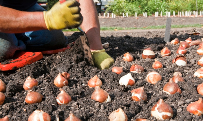 Посадка тюльпанов осенью: без ошибок