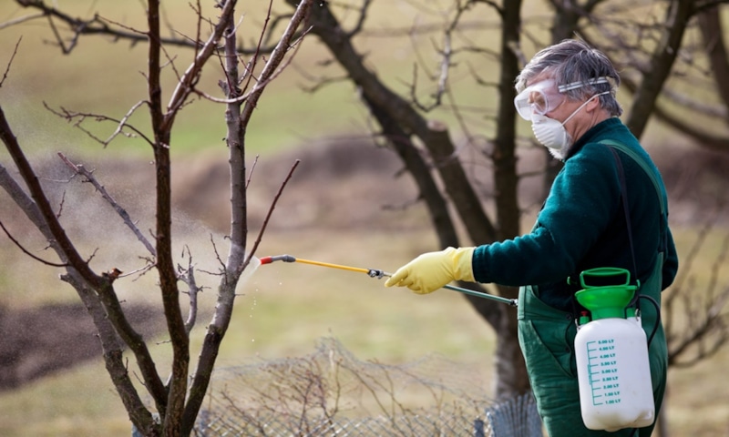 Осеннее опрыскивание: защита сада от болезней