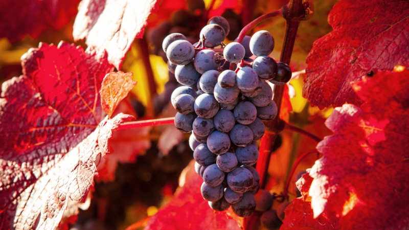 Осенний уход за виноградом: обрезка и укрытие