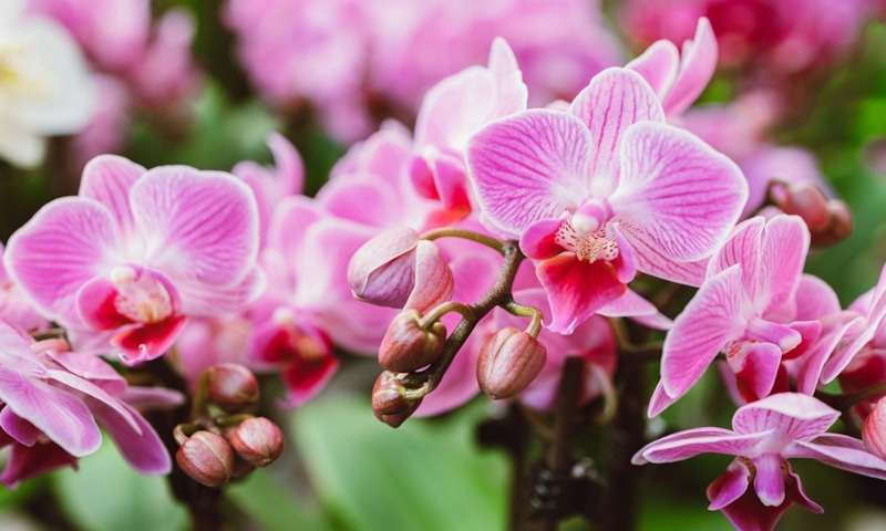 Орхидея и аспирин: спорный способ восстановления