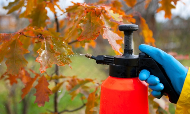 Опрыскивание сада: защита перед зимой