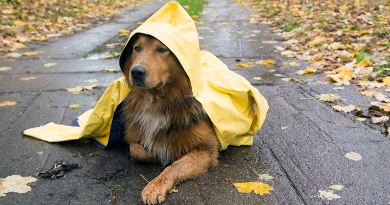Собака в дождевике: защита от дождя и ветра Собака в дождевике: защита от дождя и ветра