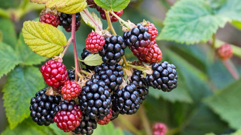 Ежевика осенью: обрезка ради урожая