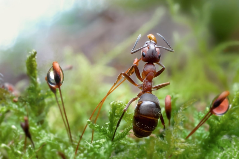 Пшено от муравьев: природная защита огорода