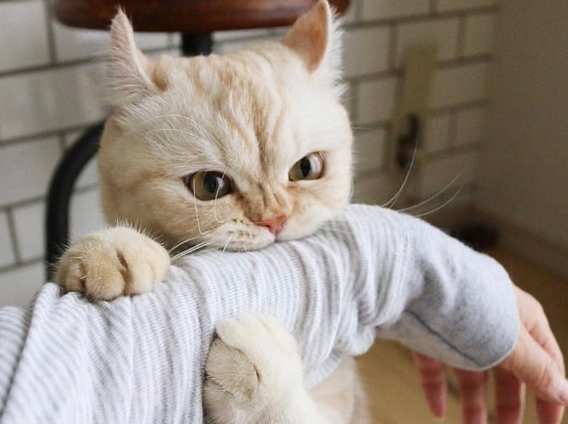 Кошка кусает хозяина: причины и решения