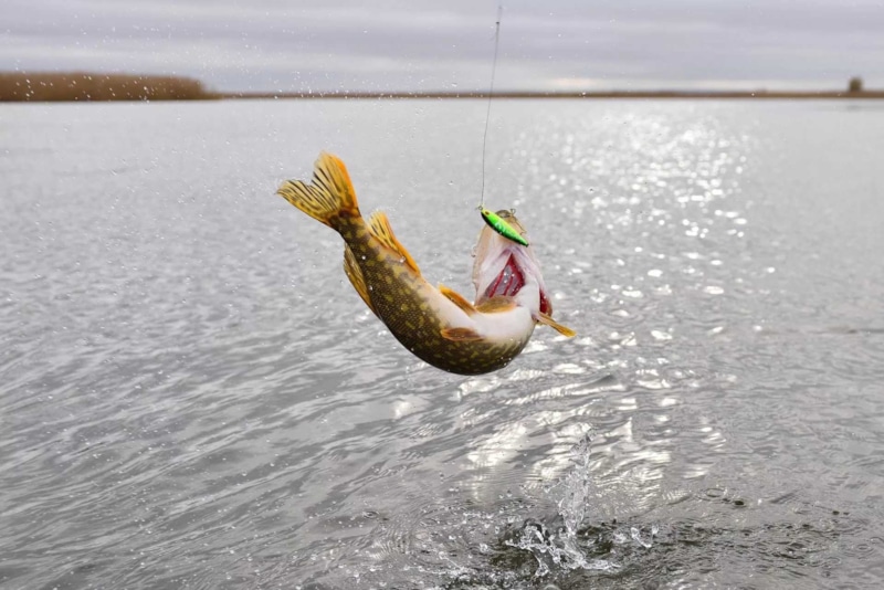 Блесны для октября: осенний выбор для ловли щуки