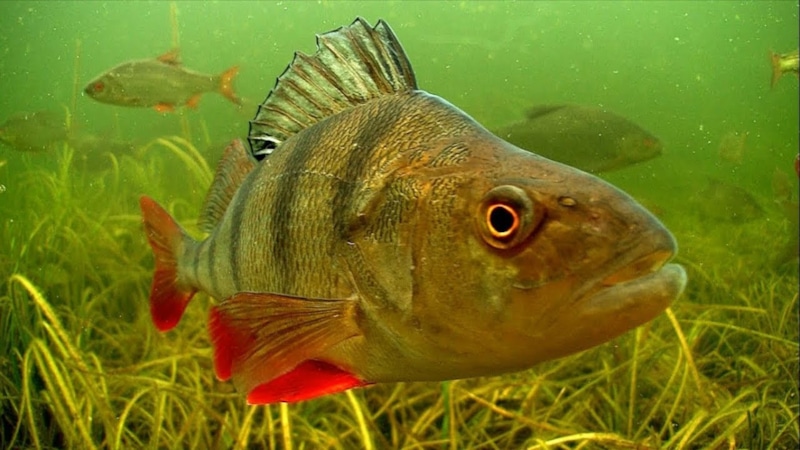 Окунь осенью: точки для октябрьской рыбалки