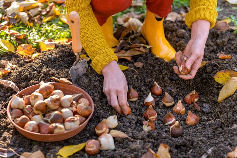 Посадка тюльпанов осенью: шаг к весеннему цветению