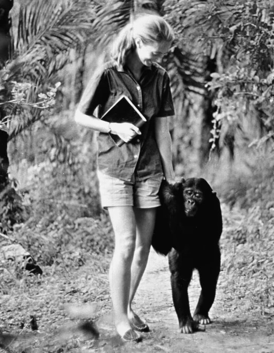 Джейн Гудолл в молодости Джейн Гудолл в молодости