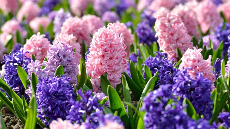 Гиацинты осенью: посадка и уход