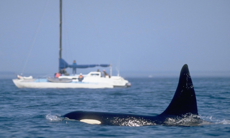 Косатки и лодки: странная игра Косатки и лодки: странная игра