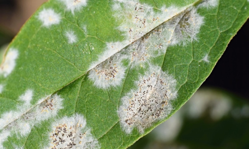 Грибковые болезни цветов: осенняя угроза