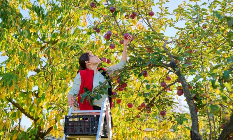 Осенние яблоки: сбор и хранение