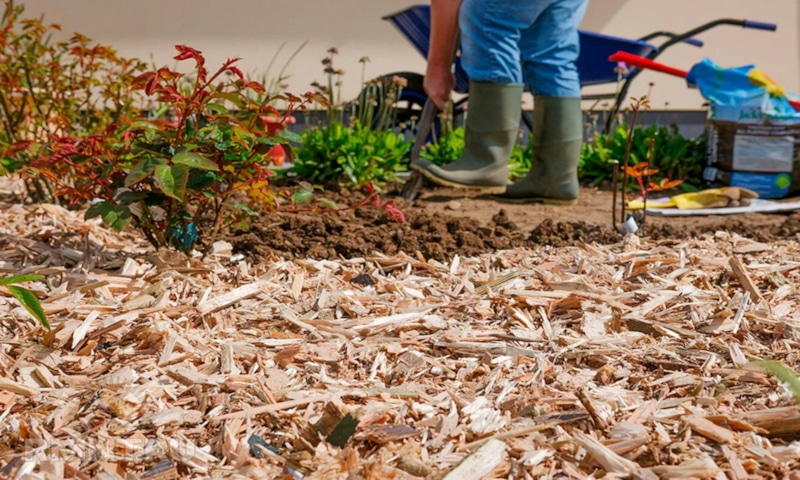 Опилки в саду: польза и подготовка