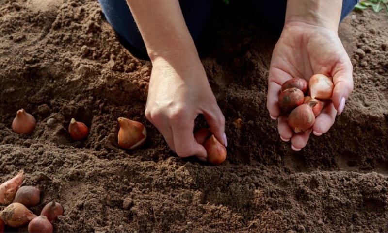 Тюльпаны осенью: посадка луковиц Тюльпаны осенью: посадка луковиц