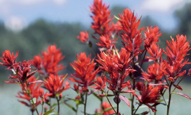 Индейская кисточка: осенний акцент