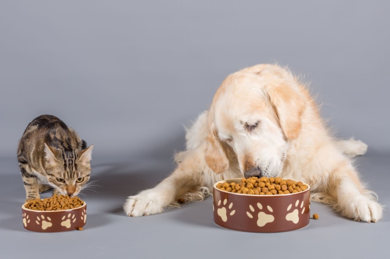 Осенний рацион: питание питомцев