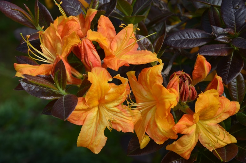 Рододендрон осенью: подготовка к зиме