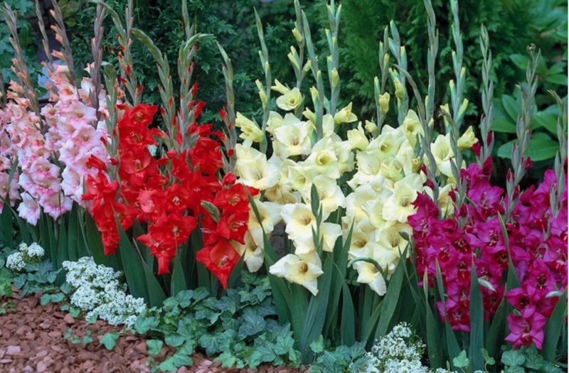 Выкопка гладиолусов: осенние работы для цветовода