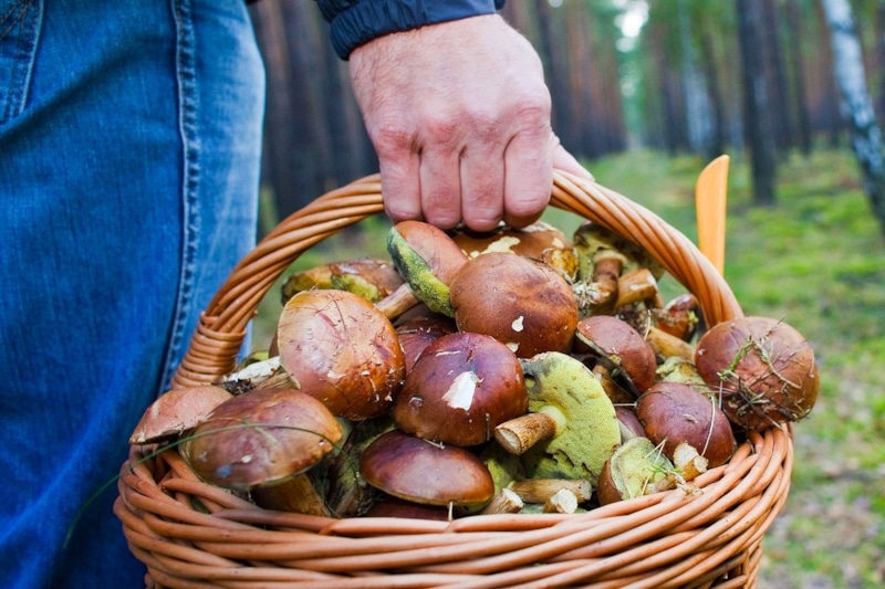 Ядовитые грибы: опасные двойники