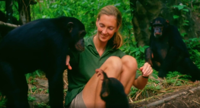 Джейн Гудолл в фильме «Джейн» Джейн Гудолл в фильме «Джейн»