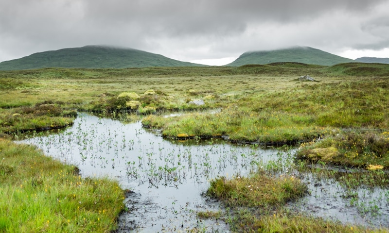Болотное масло: тайна Ирландии