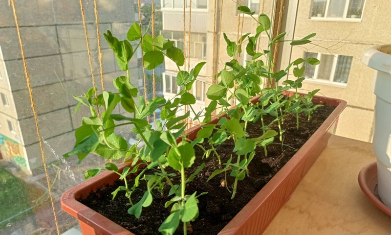 Горох на подоконнике: домашний урожай