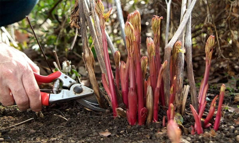 Осенний уход за пионами: обрезка и мульчирование