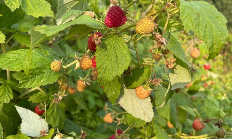 Малина осенью требует заботы: ради летнего урожая