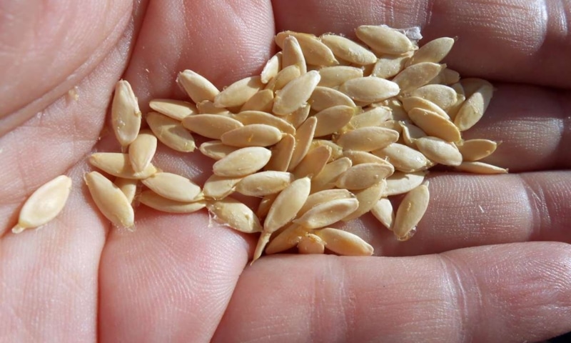 Семена огурцов: сбор и ферментация