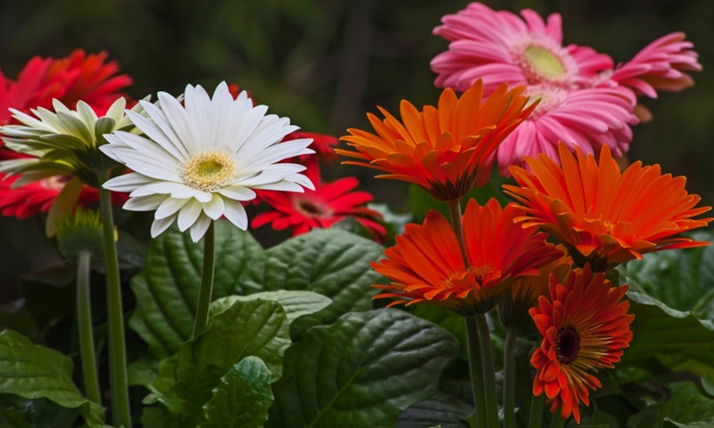 Гербера Джемсона: солнечное украшение сада