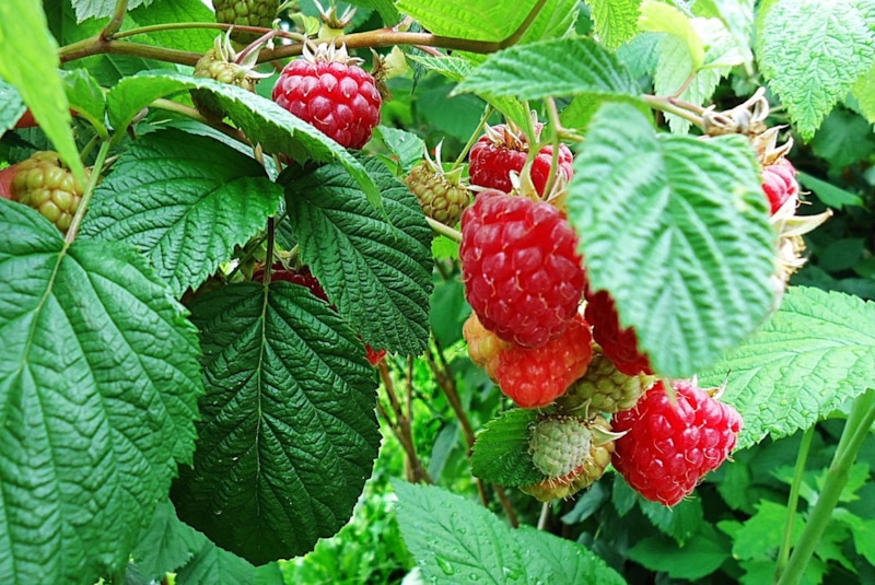 Мульча под малиной: осенняя забота