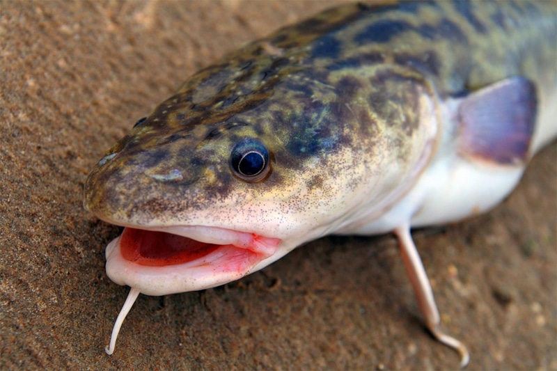 Ловля налима осенью: снасти и наживки