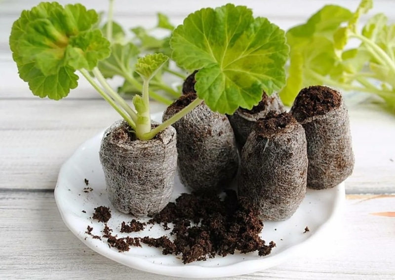 Торфяные таблетки: делаем своими руками