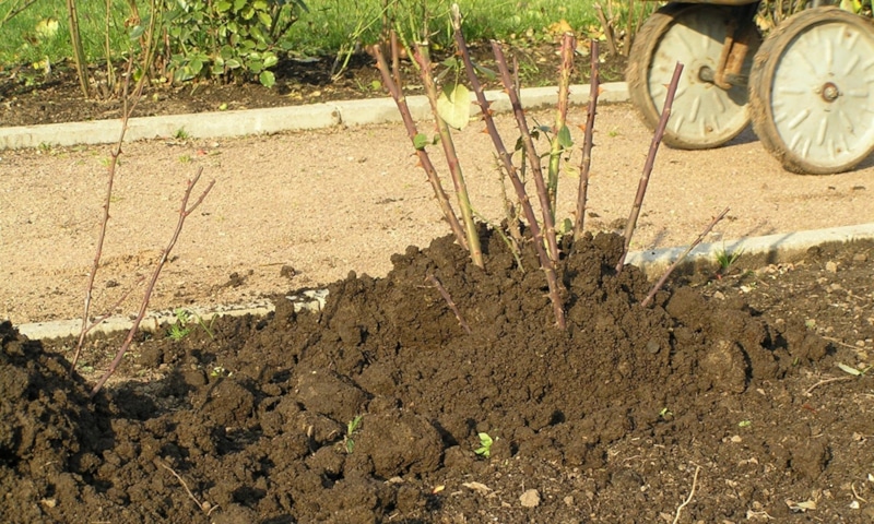 Подготовка роз к зиме: защита и уход
