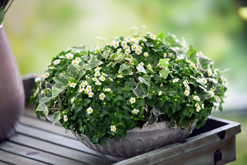 Экзакум в горшке: домашний фиолетовый акцент