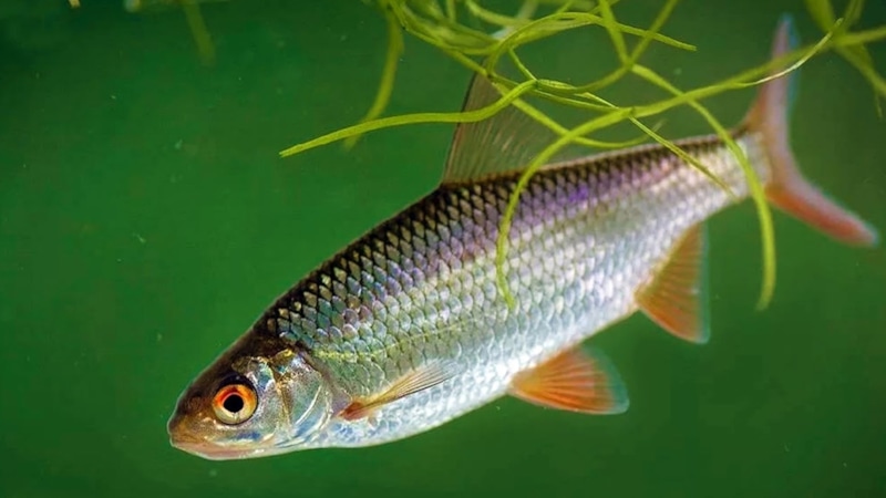 Осенняя рыбалка: прикормка для плотвы