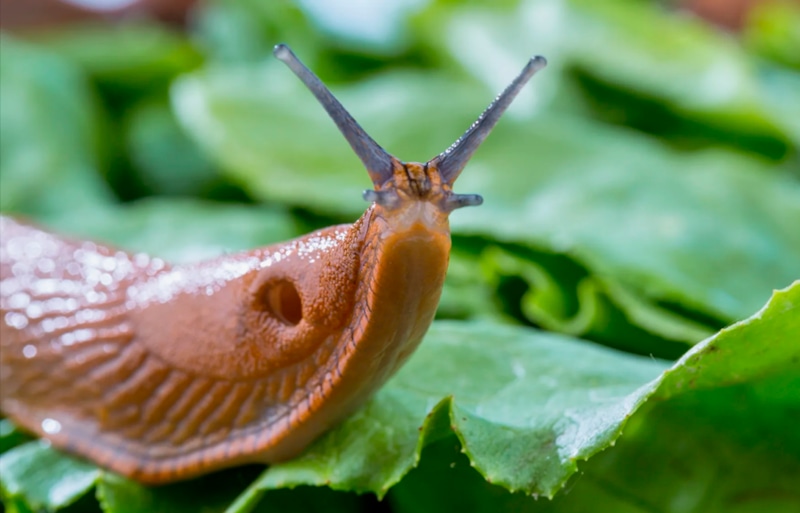 Борьба со слизнями: осенние методы